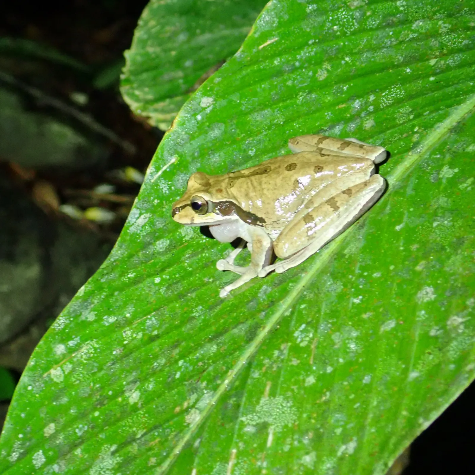 Masked tree frog, Guanacaste